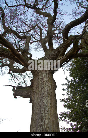 Arbre de chêne pendant l'hiver, sans feuilles, Hampshire, Angleterre. Banque D'Images