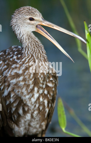 - Limpkin Green Cay Wetlands - Delray Beach, Floride, USA Banque D'Images