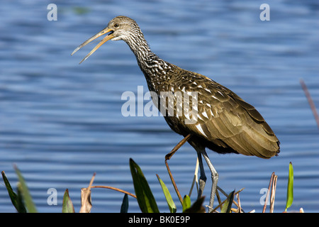 - Limpkin Green Cay Wetlands - Delray Beach, Floride, USA Banque D'Images