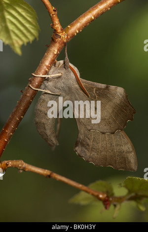 Hawk-moth (peuplier Laothoe populi) Banque D'Images