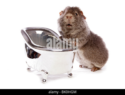 Cobaye domestique Cavia porcellus Portrait d'adulte seul dans une baignoire Studio, UK Banque D'Images