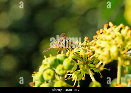 Hoverfly Syrphidae ( Lapetia ) equestris sur Fleurs de lierre Banque D'Images