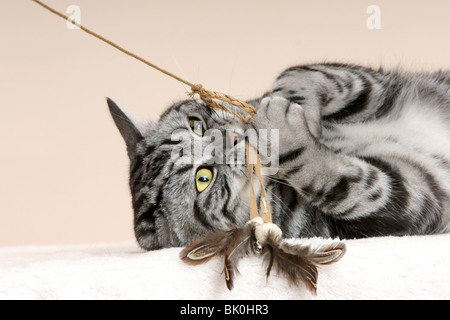 Jouant British shorthair tomcat Banque D'Images