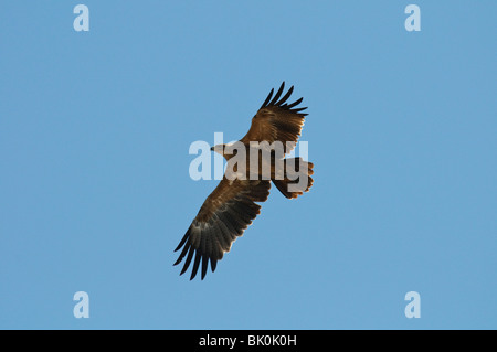 Aigle ravisseur Aquila rapax en vol sur fond de ciel bleu Banque D'Images