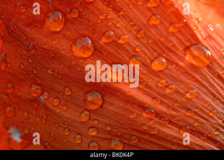 Libre de gouttes de rosée sur un pétale de coquelicot Banque D'Images