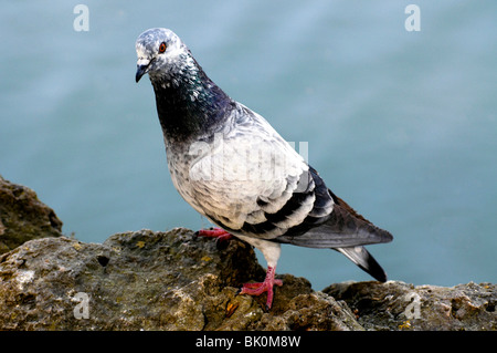 Gros plan d'un pigeon Banque D'Images