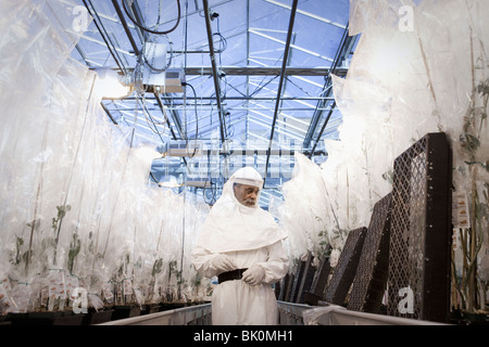 Chercheur scientifique à nettoyer suit working in greenhouse Banque D'Images