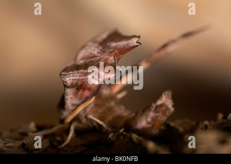 Eyed Hawk-moth (Smerinthus ocellata) Banque D'Images