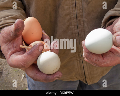 Man holding oeufs de poulet frais dans les deux mains Banque D'Images