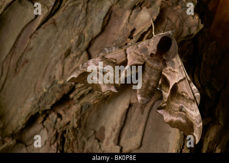 Eyed Hawk-moth (Smerinthus ocellata) Banque D'Images