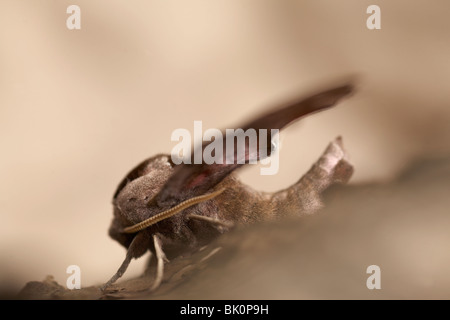 Eyed Hawk-moth (Smerinthus ocellata) Banque D'Images