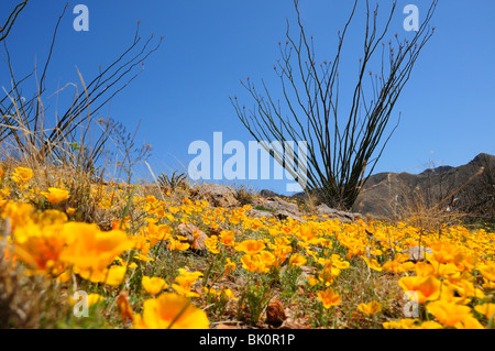 Coquelicots, mexicaine (Argemone mexicana), poussent dans les contreforts des montagnes de Santa Rita près de Green Valley, Arizona, USA. Banque D'Images