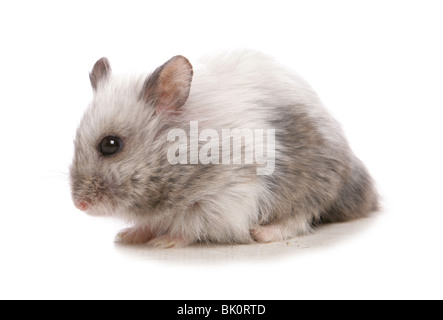Campbell hamster nain russe Portrait du seul mâle adulte Studio, UK Banque D'Images