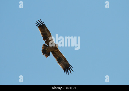 Aigle ravisseur Aquila rapax en vol sur fond de ciel bleu Banque D'Images