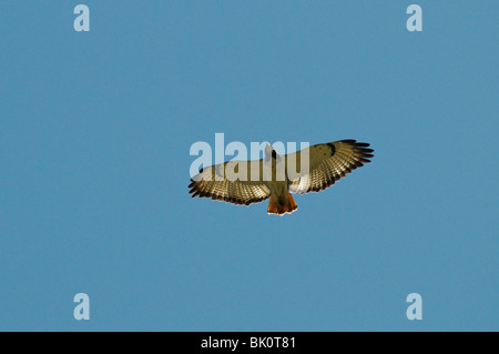 Buzzard Buteo Augur de bon augure en vol Banque D'Images