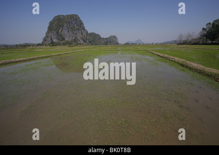 Un carst stone rock formation au milieu de champs de riz dans la province de Chiang Rai, Thaïlande Banque D'Images