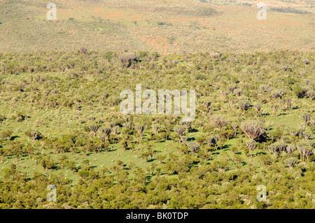 Vue aérienne de la savane africaine Banque D'Images
