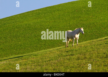 Un cheval broute dans les contreforts de la Vallée de Sacramento et du Nord de la côte, les plages de la Californie, au printemps. Banque D'Images