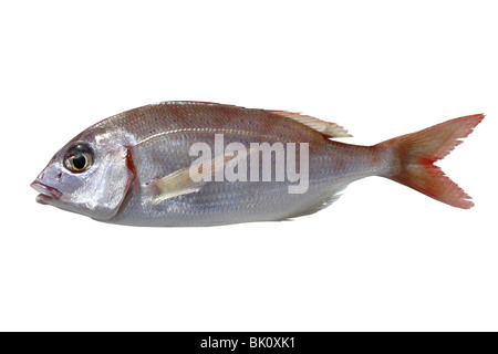 Poisson Pagellus erythrinus common pandora isolated on white Banque D'Images