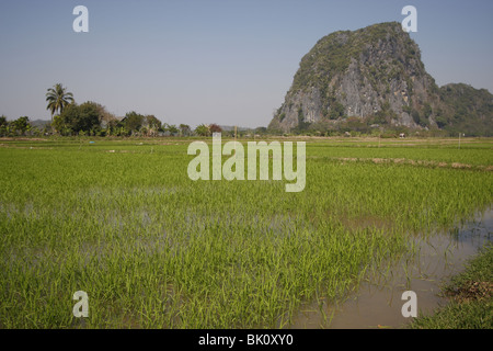 Un carst stone rock formation au milieu de champs de riz dans la province de Chiang Rai, Thaïlande Banque D'Images