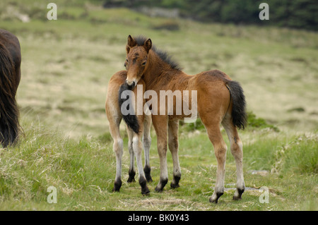 Poney dartmoor poulain Banque D'Images