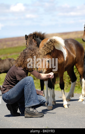 Femme avec des poneys Dartmoor Hill Banque D'Images