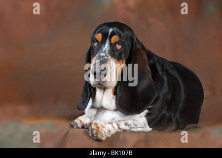 Portrait de Basset Hound à la maison Banque D'Images