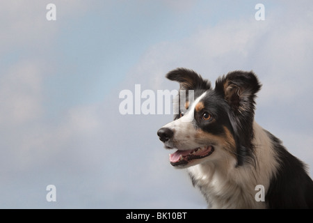 Portrait de Border Collie Banque D'Images