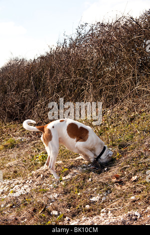 Blanc et tan mongrel farmdog enquête sur un trou de lapin, Hampshire, Angleterre. Banque D'Images