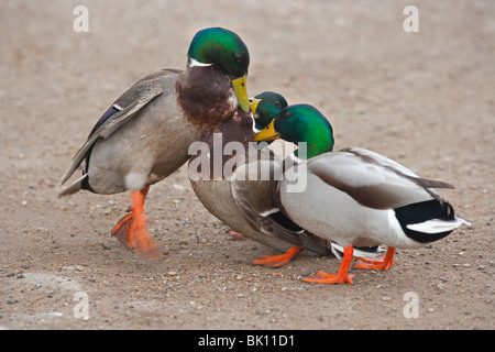 Le colvert Anus platyrhyncha trois combats Drakes Banque D'Images