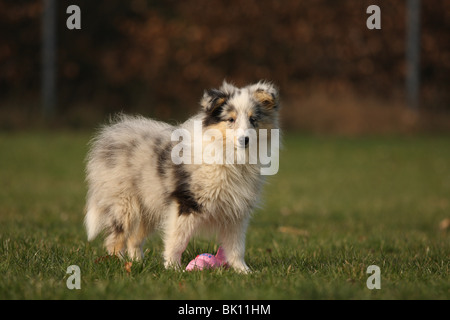 Chiot berger Shetland Banque D'Images