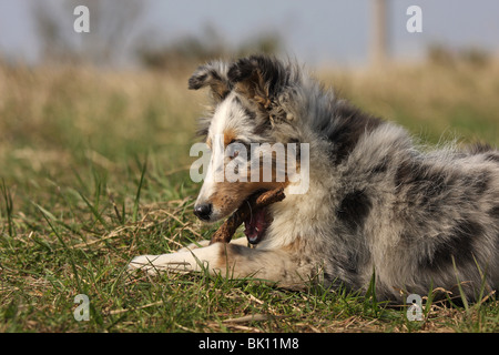 Chiot berger Shetland Banque D'Images