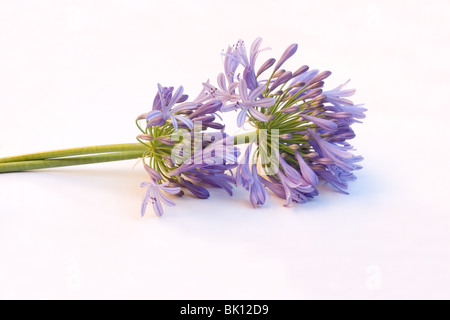 Agapanthus fleurs sur fond blanc Banque D'Images