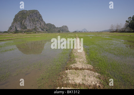 Un carst stone rock formation au milieu de champs de riz dans la province de Chiang Rai, Thaïlande Banque D'Images