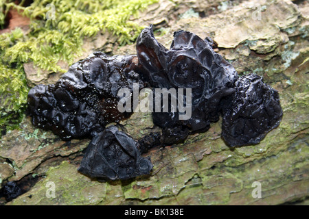La Sorcière Noire Beurre Exidia glandulosa prises à Dibbinsdale LNR, Wirral, UK Banque D'Images