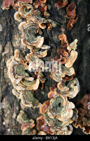 Stereum poilu poilue alias croûte Rideau Stereum hirsutum prises à Dibbinsdale LNR, Wirral, UK Banque D'Images