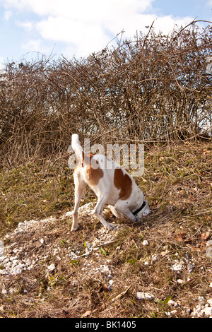 Blanc et tan mongrel farmdog enquête sur un trou de lapin, Hampshire, Angleterre. Banque D'Images