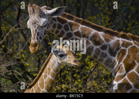 girafes Banque D'Images