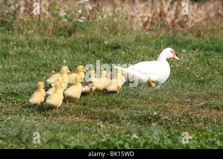 Canards de barbarie Banque D'Images