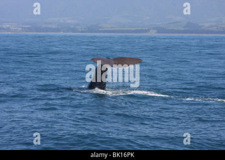 spermwhale Banque D'Images