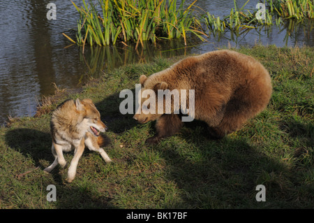 Ours brun européen répond à wolf Banque D'Images