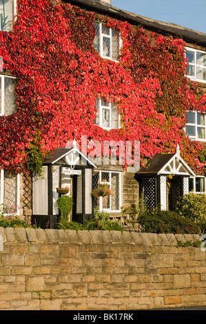 Vigne vierge ou lierre à cinq feuilles (Parthenocissus quinquefolia) sur les cottages du Bamford, Peak District, Derbyshire, Angleterre, RU Banque D'Images