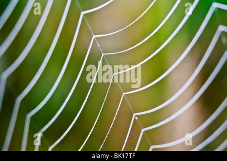 Gros plan extrême de Spiderweb with dew gouttes - faible profondeur de champ Banque D'Images