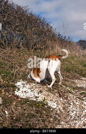 Blanc et tan mongrel farmdog enquête sur un trou de lapin, Hampshire, Angleterre. Banque D'Images