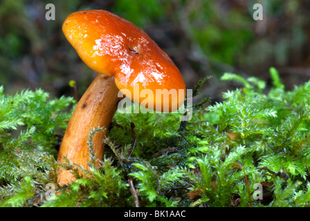 Champignons Waxcap sur le sol de la forêt tropicale Banque D'Images