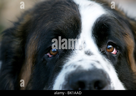 Saint Bernard Banque D'Images