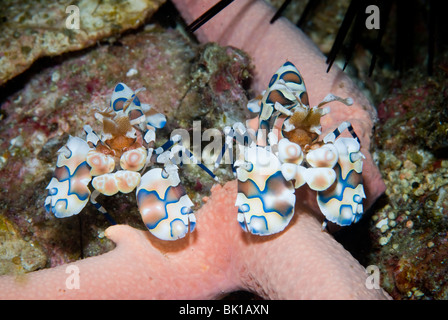 Paire de shimp arlequin se nourrit de l'étoile de mer, Richelieu Rock, la mer d'Andaman, Thaïlande Banque D'Images