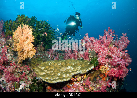 Patch de corail et de plongée sous marine, la mer d'Andaman, Richelieu Rock Banque D'Images