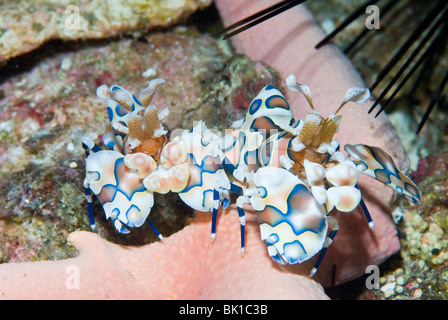 Paire de shimp arlequin se nourrit de l'étoile de mer, Richelieu Rock, la mer d'Andaman, Thaïlande Banque D'Images