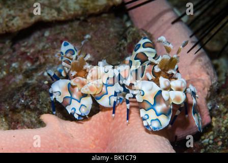 Paire de shimp arlequin se nourrit de l'étoile de mer, Richelieu Rock, la mer d'Andaman, Thaïlande Banque D'Images